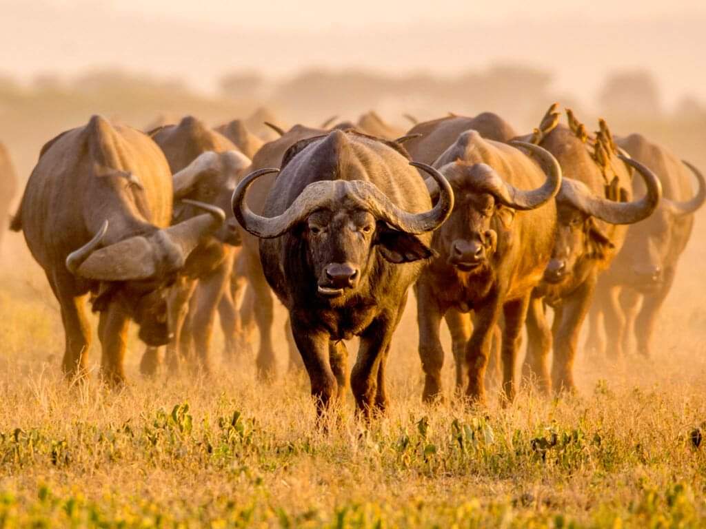 Mnemba Island Excursion