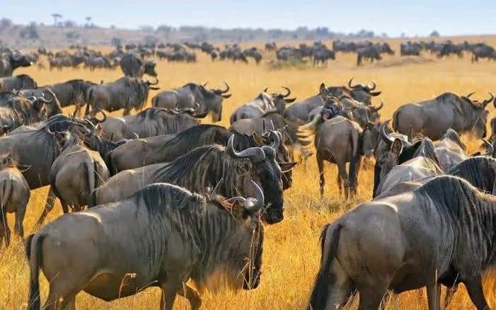 Mnemba Island Excursion