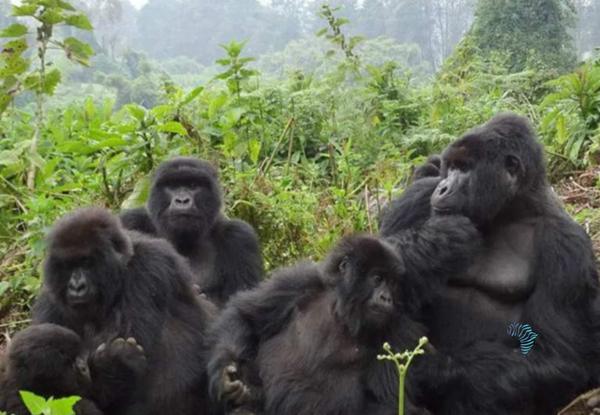 Mnemba Island Excursion