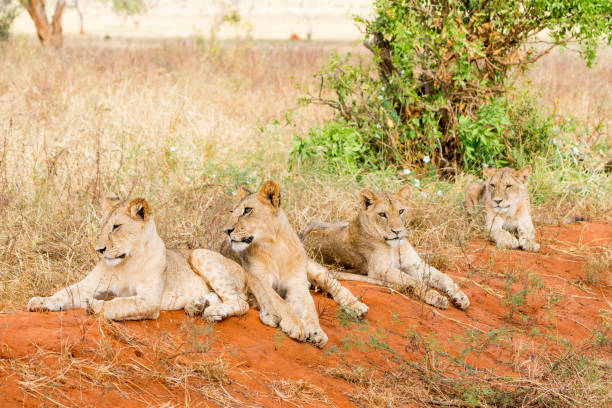 Mnemba Island Excursion