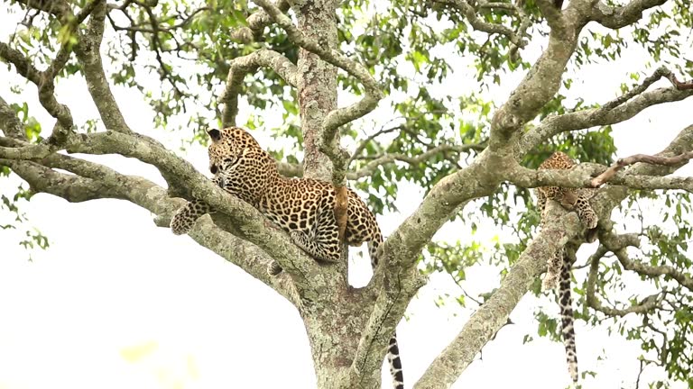Amboseli National Park