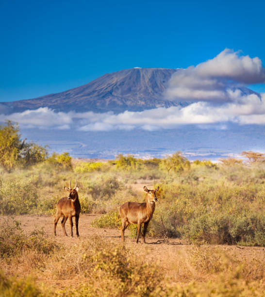 Ngorongoro Crater