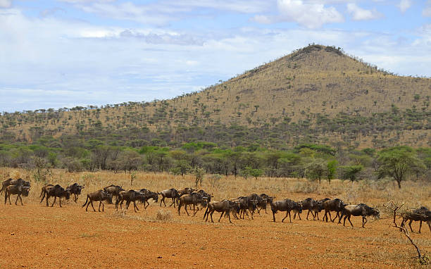 Rwenzori Mountains Hiking